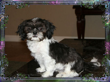 Brett Tiny little male chinese imperial shih tzu puppies for sale small teacup